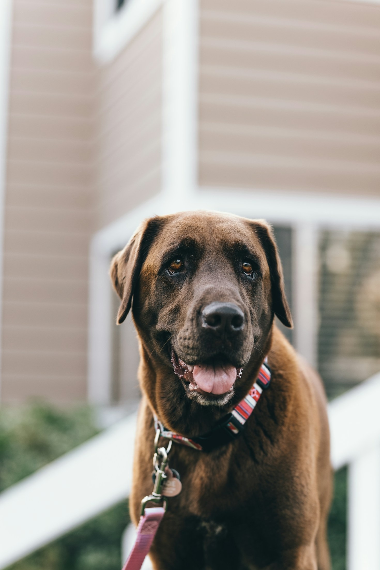 The Funniest Meals of Teddy’s Labrador Life