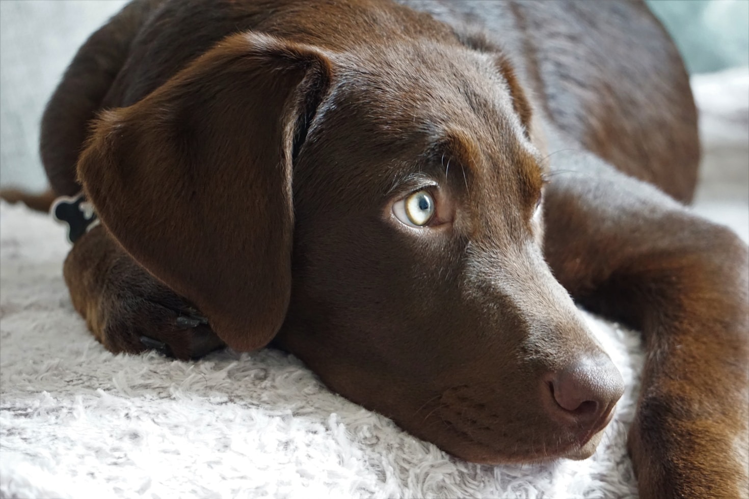 Adventures of a Chocolate Labrador and His Appetite