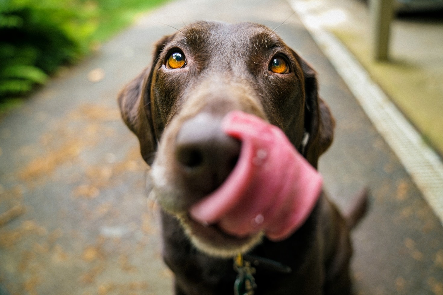 Chocolate Labrador Tales: Food, Fun, and Friends